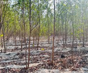 3 Bán 1000m2 đất tân bình, lagi giá rẻ chỉ 1 tỷ, sổ riêng gần phạm thế hiển