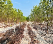 4 Bán 1000m2 đất tân bình, lagi giá rẻ chỉ 1 tỷ, sổ riêng gần phạm thế hiển