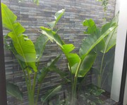 6 Bán nhà ngõ phố Phan Chu Trinh, Tây Hải Phòng, 50m2, 3 tầng, 3 ngủ, mặt tiền 4m, chỉ 2.17 tỷ
