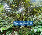 3 Ea hding- cư mgar- đắk lắk dt 10 50 m đất đỏ bazan trên đất full trái cây tiêu cho thu đường oto