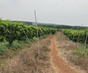 4 Bán 7ha- Đất đang trồng cam, chanh, bưởi , thu hoạch được 4 mùa- gần Hồ Thuỷ Điện Trị An - Đồng Nai