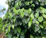 1 Ea khal-ea hleo-đắk lắk dt hơn 7000m2 đất đỏ bazan đỏ au nguồn thu mạnh cà phê, tiêu, cây ăn trái