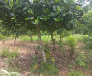 1  bán gấp lô đất giá chỉ 290 triệu 