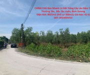 Chính chủ bán nhanh lô đất trồng cây lâu năm tại thường tân,  bắc tân uyên, bình dương