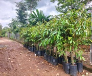 4 Hòa phú- buôn ma thuột- đắk lắk dt hơn 5 sào view sông serepok xinh đẹp đất sẵn cà phê và sầu chỉ 4 Hòa phú- buôn ma thuột- đắk lắk dt hơn 5 sào view sông serepok xinh đẹp đất sẵn cà phê và sầu chỉ