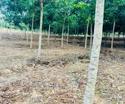 3 Bán gấp 22015m2 đất xã Tân phước-Đồng Phú, 150m Mặt tiền, ô tô tới đất, giá 16,5 tỷ
