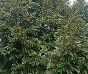 Chính chủ bán đất 1,6 ha tại lộc an, lộc ninh, bình phước