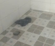 3 Chính chủ cần bán nhà mới xây vị trí đẹp tại đồng nai