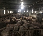 1 Trang trại chăn nuôi heo qui mô lớn 10 hécta giá 155 tỷ giá cả thương lượng với người có thiện chí