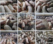 2 Trang trại chăn nuôi heo qui mô lớn 10 hécta giá 155 tỷ giá cả thương lượng với người có thiện chí