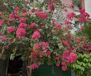 Giảm 2.5 tỷ  nhà vuông shr 4 tầng đ.8m 98m2   bình lợi bình thạnh s