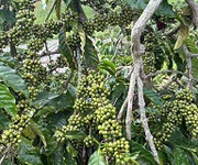 1 Cần bán đất nông nghiệp tại đức trọng   lâm đồng