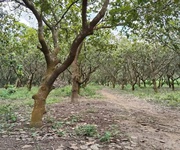 1 Chính chủ cần bán đất chính chủ   xã thanh an,huyện  hớn quản, bình phước