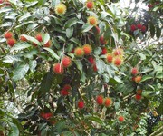 Chính chủ cần bán lô đất vườn tại Thống Nhất, Đồng Nai.