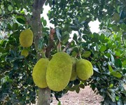 8 Chính chủ cần bán lô đất vườn tại Thống Nhất, Đồng Nai.