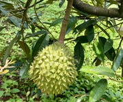 3 Chính chủ cần bán lô đất vườn tại Thống Nhất, Đồng Nai.