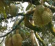 5 Chính chủ cần bán lô đất vườn tại Thống Nhất, Đồng Nai.