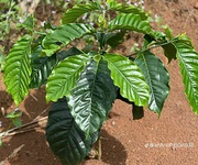 2 Bán đất nông nghiệp   thôn phú vinh, xã quảng phú, lâm đồng 2 Bán đất nông nghiệp   thôn phú vinh, xã quảng phú, lâm đồng