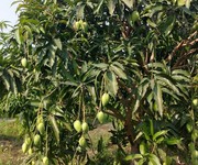 5 Chính chủ cần bán gấp mảnh vườn đồi Giá Tỵ view Hồ Trị An cực đẹp như đồi  Đà Lạt  tại Định Quán