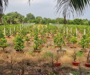 Bán đất mặt tiền kênh 8   xã bình lợi, bình chánh