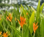 1 Căn hộ giá tốt dưới 2 tỷ tại hồ chí minh setia edenia bạn không nên bỏ lỡ 1 Căn hộ giá tốt dưới 2 tỷ tại hồ chí minh setia edenia bạn không nên bỏ lỡ