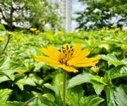 3 Sai tên d edge setia edenia mới là dự án bạn nên biết tại hồ chí minh 3 Sai tên d edge setia edenia mới là dự án bạn nên biết tại hồ chí minh