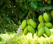 Chính Chủ Cần Bán Gấp Lô Đất Giá Ngộp Diện Tích 1.045m2 Tại Định Quán.