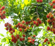 Cô Chú Hàng Xóm Cần Bán Lô Đất Vườn Cây Ăn Trái Lâu Năm Do Tuổi Già Không Còn Sức Chăm
