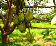 1 Cô Chú Hàng Xóm Cần Bán Lô Đất Vườn Cây Ăn Trái Lâu Năm Do Tuổi Già Không Còn Sức Chăm