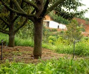3 Cô Chú Hàng Xóm Cần Bán Lô Đất Vườn Cây Ăn Trái Lâu Năm Do Tuổi Già Không Còn Sức Chăm