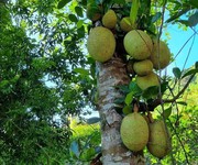 2 Cô Chú Hàng Xóm Cần Bán Lô Đất Vườn Cây Ăn Trái Lâu Năm Do Tuổi Già Không Còn Sức Chăm