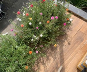 8 Cho thuê phòng tại 31/6 đường 160, phường Tăng Nhơn Phú, TP Thủ Đức 8 Cho thuê phòng tại 31/6 đường 160, phường Tăng Nhơn Phú, TP Thủ Đức