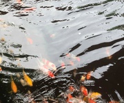 Bán nhà diên toàn-diên khánh dt: 188m2 giá bán: 3,3tỷ có thương lượng