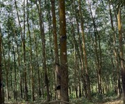Đất đẹp tân lợi   đồng phú, 2ha cao su   chỉ 3 tỷ