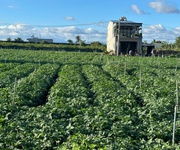 Bán 505m2 đất tổ 32 thị trấn liên nghĩa đức trọng - lâm đồng