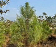 2 Bán nhà cấp 4 Minh Quyết, Khai Quang, Vĩnh Yên, Vĩnh Phúc. Giác chỉ 2.55 tỷ 2 Bán nhà cấp 4 Minh Quyết, Khai Quang, Vĩnh Yên, Vĩnh Phúc. Giác chỉ 2.55 tỷ