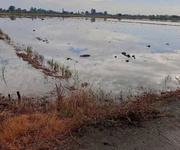 Bán đất ruộng khu vực phi thông   rạch giá   kiên giang