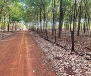 Cần chuyển nhượng lô cao su tại tân lợi - hớn quản - bình phước