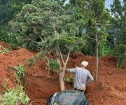Cần bán 12 lô đất. xã phú hội, xã ninh gia, xã tà hine. xã lạc dương. lâm đồng.