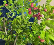 6 Nhà mới dt khủng 4mx17m 1 lầu full nội thất cao cấp TCH10 q12