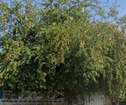 Chủ bán nhà cấp 4 và đất 2 mặt tiền đường 30/4, phường phước thắng, tp hồ chí minh,