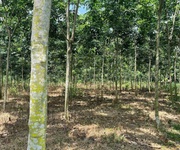 Cần bán vườn cao su tại ấp hiệp hoàn a, xã lộc quang, huyện lộc ninh- .tỉnh bình phước