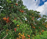 1 Mảnh vườn view Hồ Trị An - Gần sân bay Long Thành - Giá bán chưa đến 1 tỷ