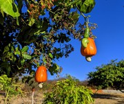 4 Mảnh vườn view Hồ Trị An - Gần sân bay Long Thành - Giá bán chưa đến 1 tỷ