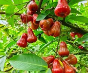 2 Mảnh vườn view Hồ Trị An - Gần sân bay Long Thành - Giá bán chưa đến 1 tỷ