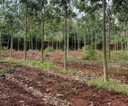 Cần bán gấp 1,8 ha cao su 5 năm tuổi - huyện đồng phú - bình phước