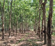 BÁN 19318m  Đất SKC Chánh Phú Hòa - Bến Cát