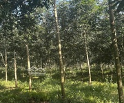 Chủ kẹt tiền   bán gấp 2,2ha đất cao su thu nhập trên 30tr/tháng  100m mặt tiền đường nhựa 6m