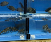 3 E cần sang nhượng gấp quán nhậu ở đường nguyễn huy chương, sơn trà, đà nẵng 3 E cần sang nhượng gấp quán nhậu ở đường nguyễn huy chương, sơn trà, đà nẵng