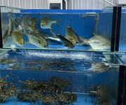 2 E cần sang nhượng gấp quán nhậu ở đường nguyễn huy chương, sơn trà, đà nẵng 2 E cần sang nhượng gấp quán nhậu ở đường nguyễn huy chương, sơn trà, đà nẵng